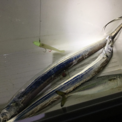 アジ　サバ　太刀魚　ジグパラマイクロ・ジグパラワインド